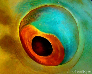 A real Fish-Eye by Brad Ryon 